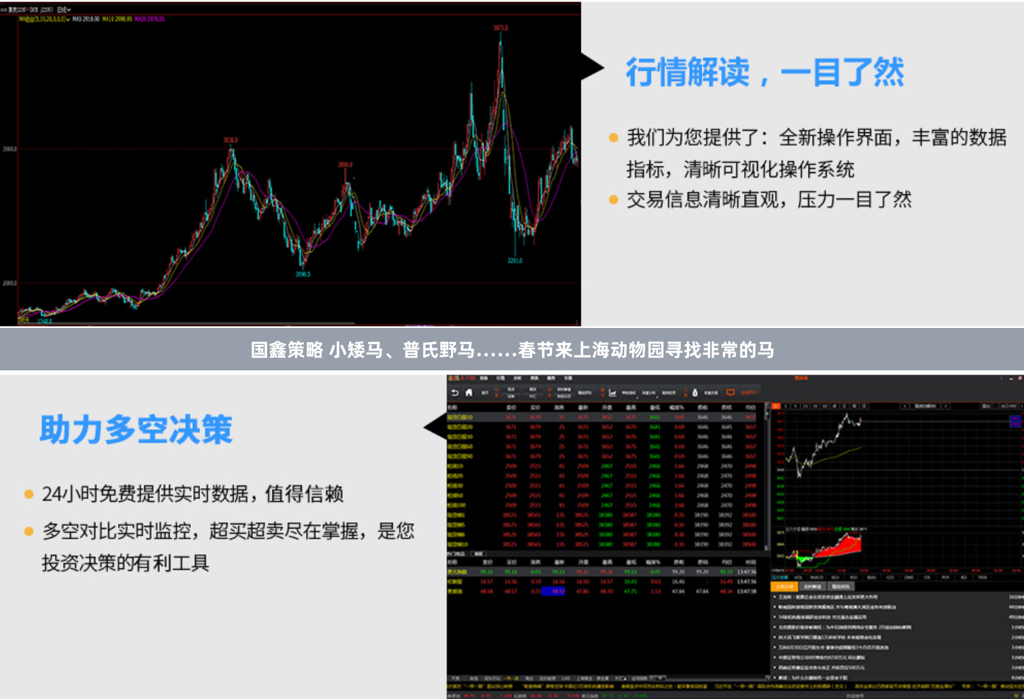 国鑫策略 小矮马、普氏野马……春节来上海动物园寻找非常的马